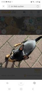 Wir als Pflegestelle suchen für zwei süße kleinbleibende Chihuahua Junghündinnen