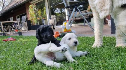 Goldendoodle F1B Welpen