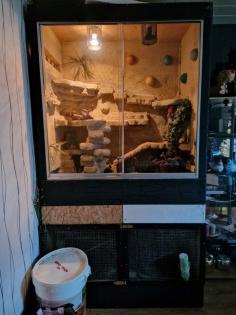 Verkaufe meine männliche Kornnatter ca. 4 Jahre alt auch gerne mit Trrarium.