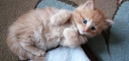 Edelmix Kitten Neva Masquarade Maine Coon