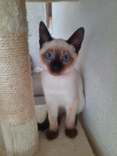 Tonkanesekitten Burma Siam