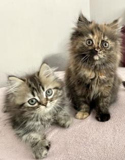 Perser Kitten Kätzchen geimpft abgabebereit