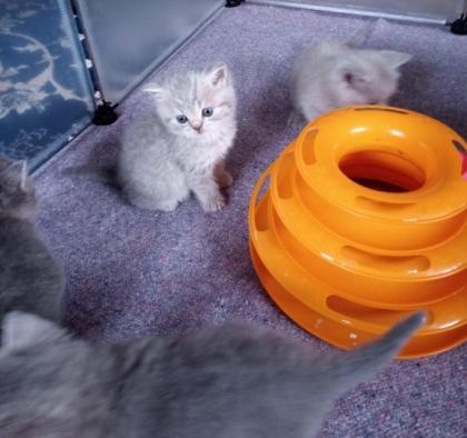 Reinrassige süße Britisch-Kurzhaar Kitten warten auf Dich
