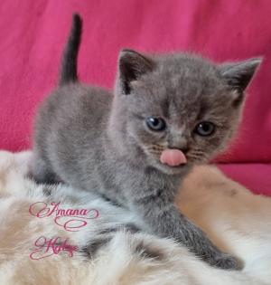 Britisch Kurzhaar Kitten