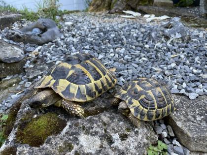 Zwei Eier legende griechische Landschildkröten abzugeben