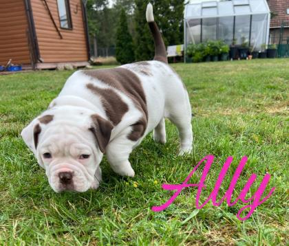 Old englisch Bulldog OEB Welpen zu verkaufen