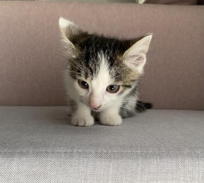 Katzenbaby Weiblich