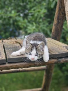 Katzenbabys Babykatzen Kätzchen Kitten Kater