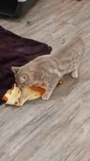 Süßer Bengal - Kater Balu sucht ein neues Zuhause
