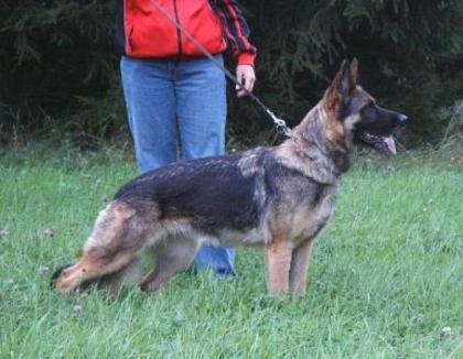 Schäferhundwelpen m. Pap. robuste Leistungslinie