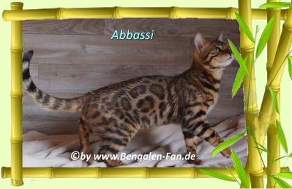 Bengal Kater Abbassi immer gut gelaunt fröhlich und lieb