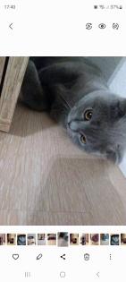Britisch kurzhaar Kitten
