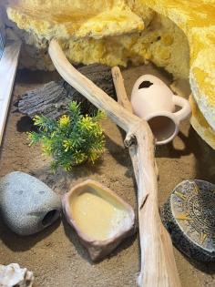 Leopardgecko Gruppe 8 Tiere mit Terrarium