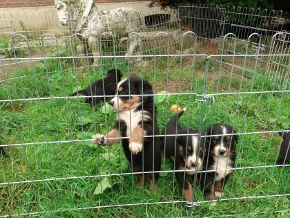 Berner Sennenhündin X Grosser Schweizer