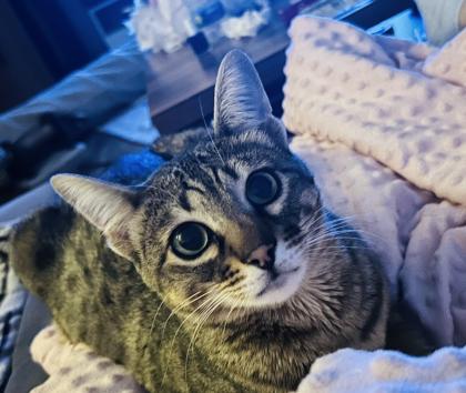 Evita sucht neues Zuhause