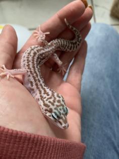 1. 0 Mack super Snow Raptor Leopardgecko Männchen Enz 22 Übergabe Houten oder Hamm möglich