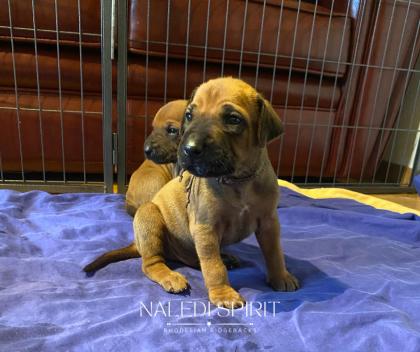 Wunderschöne red wheaten und dark red wheaten Rhodesian Ridgeback Welpen