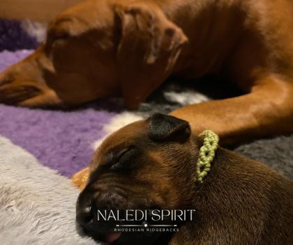 Wunderschöne red wheaten und dark red wheaten Rhodesian Ridgeback Welpen