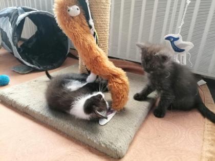 Kitten Katzenbaby Katzenkinder Babykatze Katzenbabies Katzenjunge