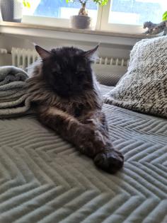Reinrassige Maine Coon Kitten suchen ihren Dosenöffner