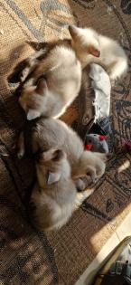 Kitten Süße Thai - Kitten alter Typ