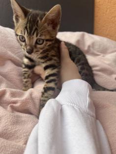 Bengal Jungen zu Verkaufen