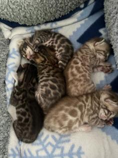 Bengal Kitten Mädchen suchen ein neues zu Hause