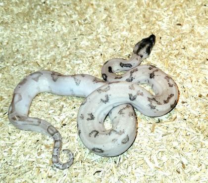 Boa c. i. Ghost pos Super Leopard ENZ22