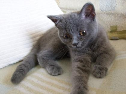 Süße kleine Kätzchen / Kitten / Katzenbabys