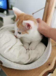 Katzenbabys Kitten abzugeben