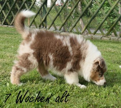 Reinrassiger Australian Shepherd Welpe red-merle weiblich