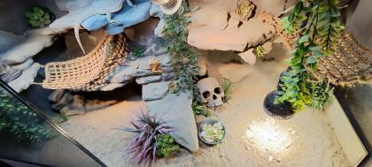 Terrarium mit Bartagamen Päarchen Premium Eigenbau eyecatcher