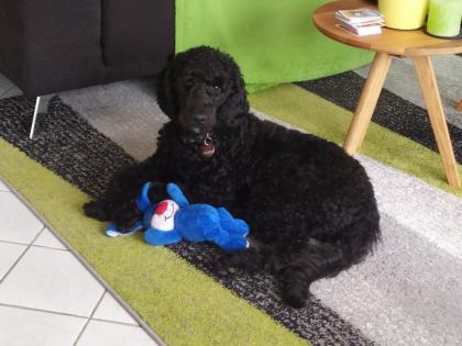 Wurfankündigung F1 Labradoodle