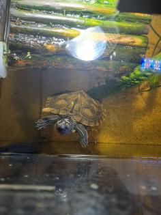 2 Mississippi höckerschildkröte Zubehör