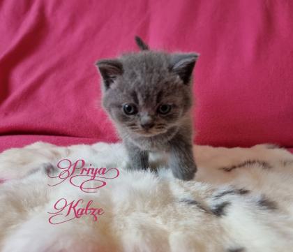 Britisch Kurzhaar Kitten