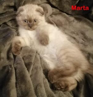 BKH Schottische / Britische / Kitten / Kätzchen