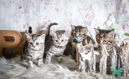 BKH-Kitten im Whiskas-Look Black-Silver-Classic-Tabby/-Spotted abzugeben