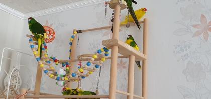 Ziegensittiche Pärchen