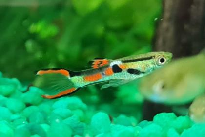 Endler Guppy Gruppe abzugeben nur noch bis 14. 07.