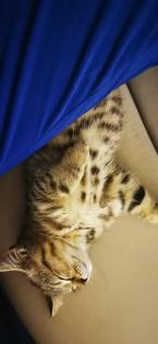BKH Kitten männlich