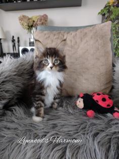 Wunderschöne reinrassige Maine Coon Kitten