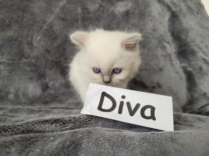 Reinrassige BLH Kitten in Blue Point suchen liebevolle Familie