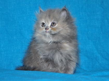 Reinrassige Perser Blau Crem Katze
