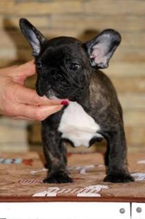 Sehr liebevoller Wurf französischer Bulldoggenwelpen.
