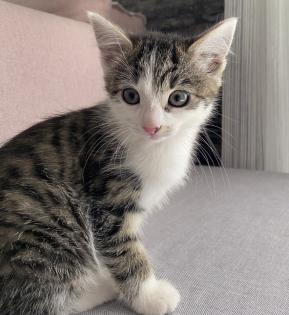 Katzenbaby Weiblich