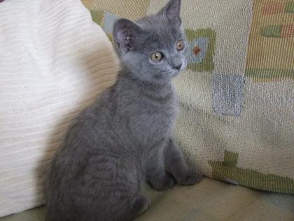 Süße kleine Kätzchen / Kitten / Katzenbabys