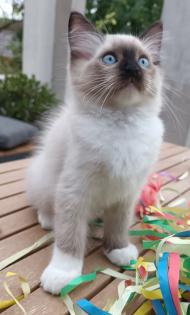 Flauschige Ragdoll Kitten point blue sea mitted traditionelll