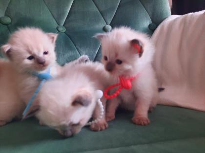 Ragdoll Nachwuchs zuckersüß