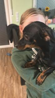 Chihuahua mix