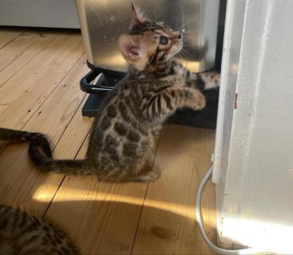 Bengalkitten suchen neues Zuhause